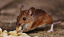 24 Hour & Emergency Exterminators in Boley, OK